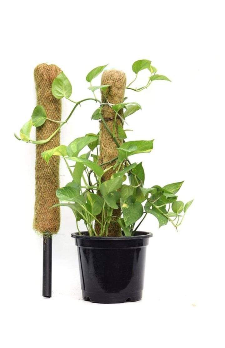 COCOPOLE (MOSS STICK)